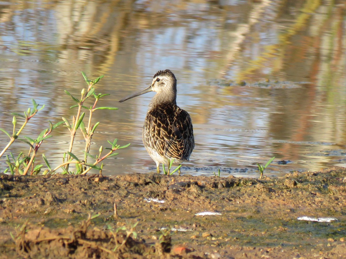 Short-billed Dowitcher - Thore Noernberg