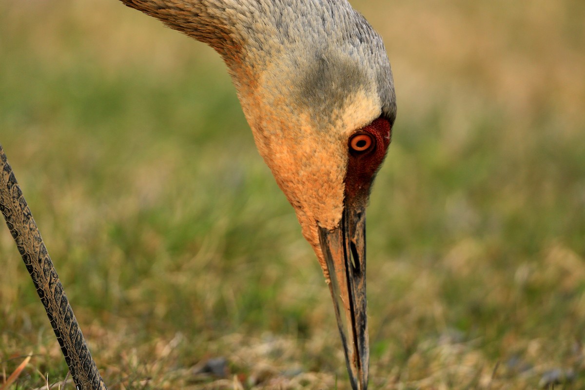 Орог тогоруу - ML122209221