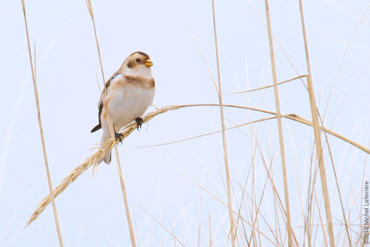 Snow Bunting - ML122209661