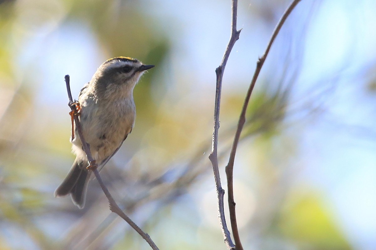 Golden-crowned Kinglet - ML122209871