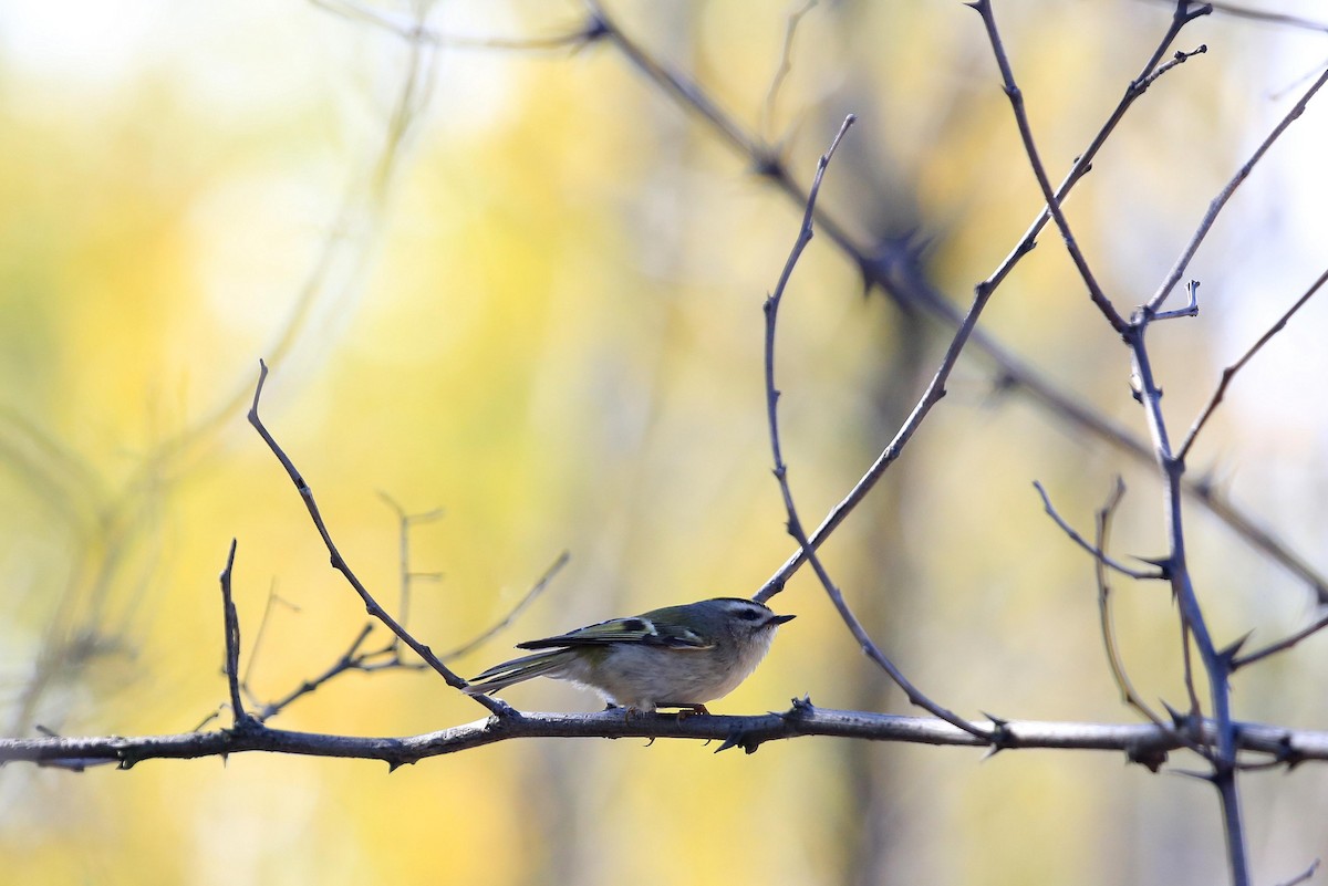 Golden-crowned Kinglet - ML122209891