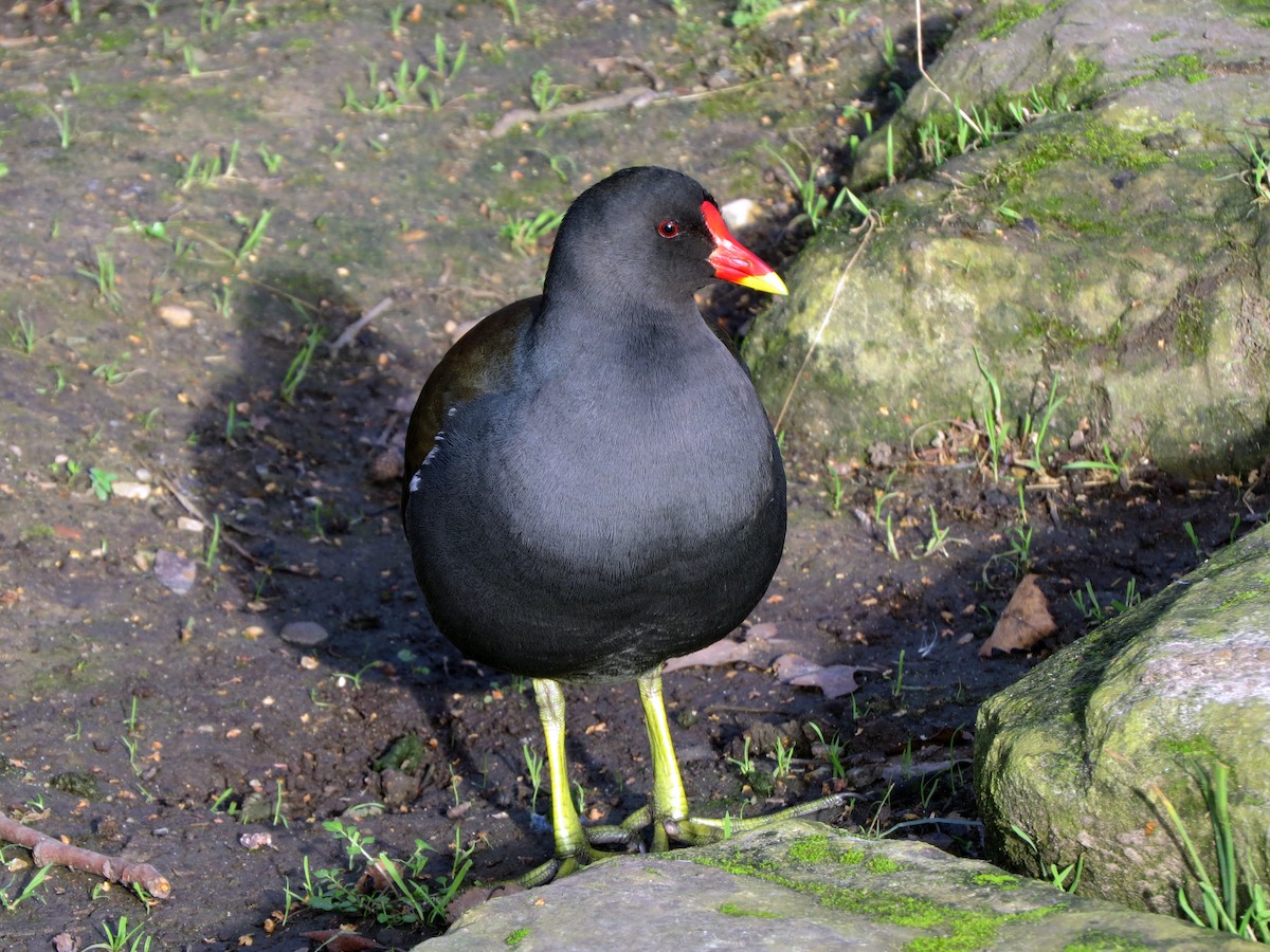 Eurasian Moorhen - Daniel Matamoros