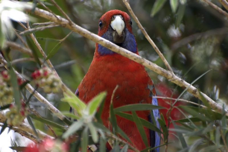 アカクサインコ（elegans グループ） - ML122211881