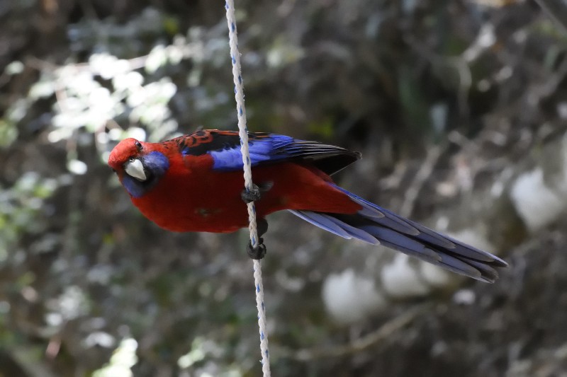 Crimson Rosella (Crimson) - ML122211891