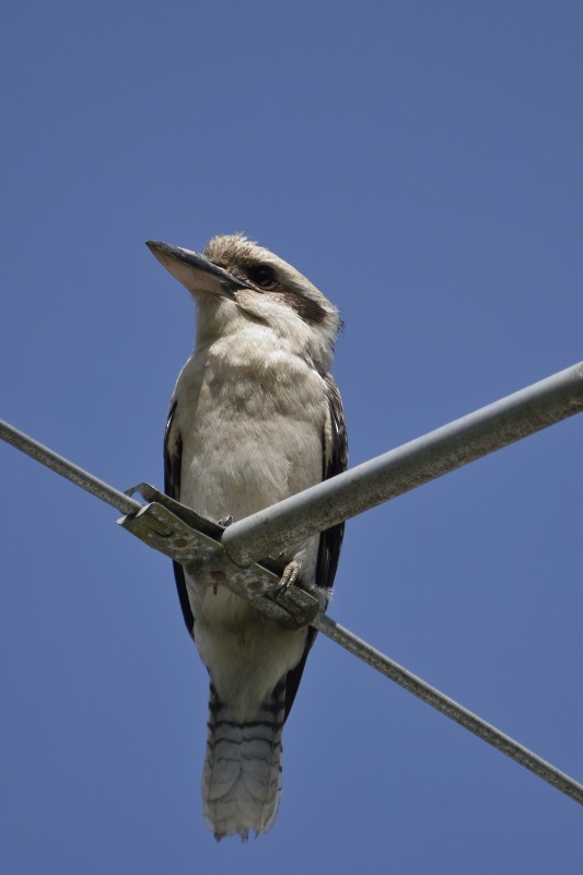 Laughing Kookaburra - ML122212041