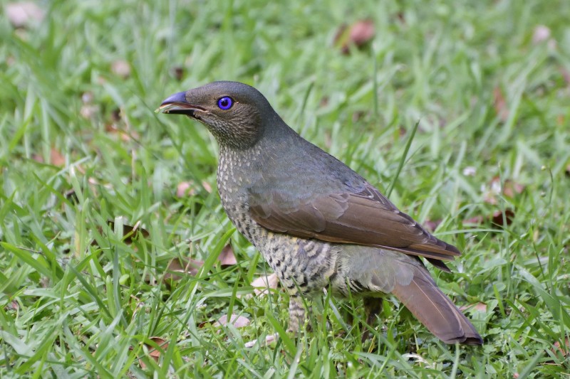 Satin Bowerbird - ML122212301