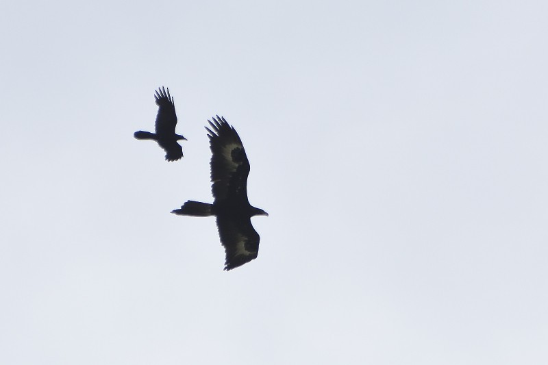 Wedge-tailed Eagle - Anthony Katon