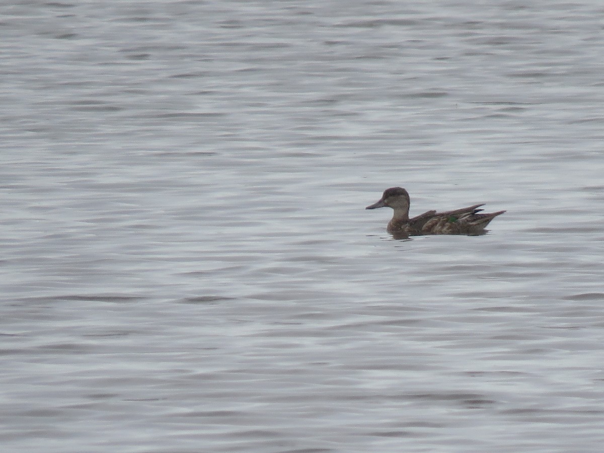 Green-winged Teal - ML122213351