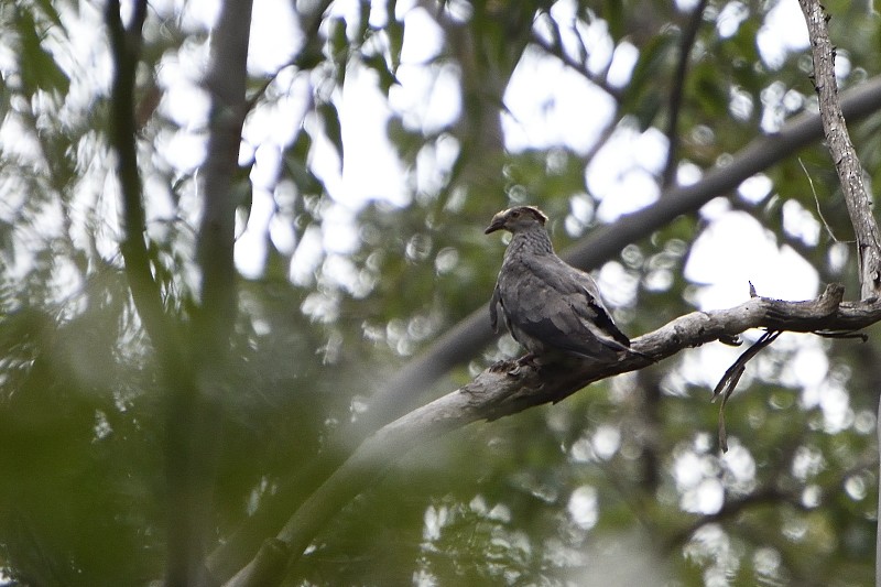 Topknot Pigeon - ML122214731