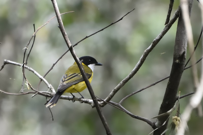 Golden Whistler (Eastern) - ML122214871