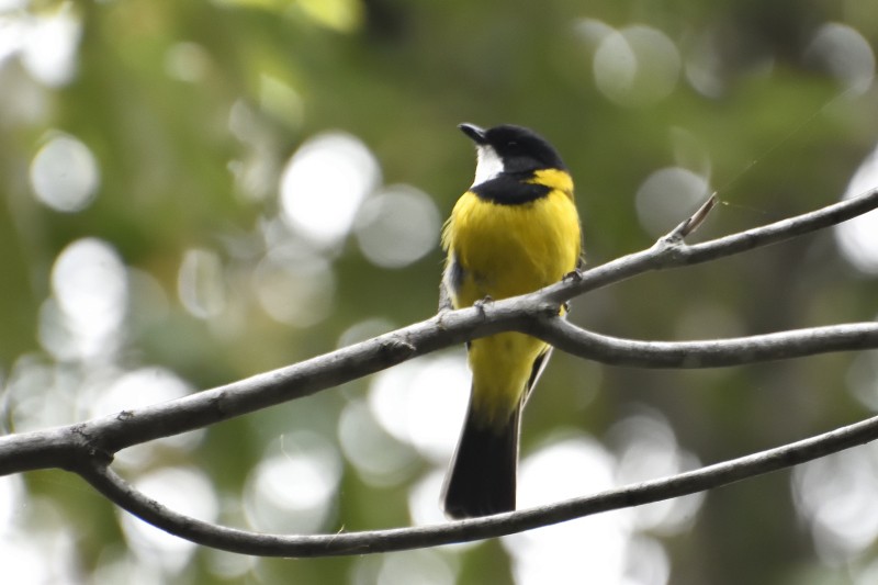 Golden Whistler (Eastern) - ML122214901