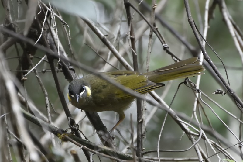 Lewin's Honeyeater - ML122214931