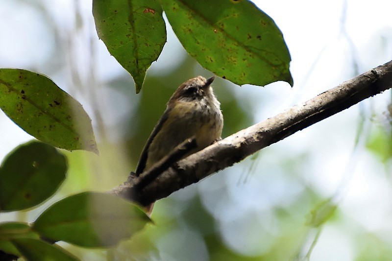 Striated Thornbill - ML122215021