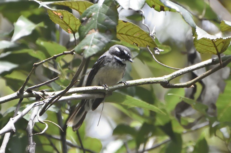 Gray Fantail (alisteri) - ML122215111