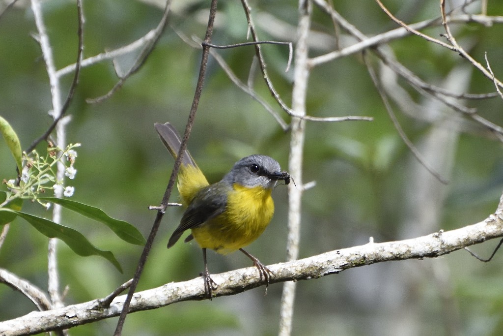 Eastern Yellow Robin - ML122215301