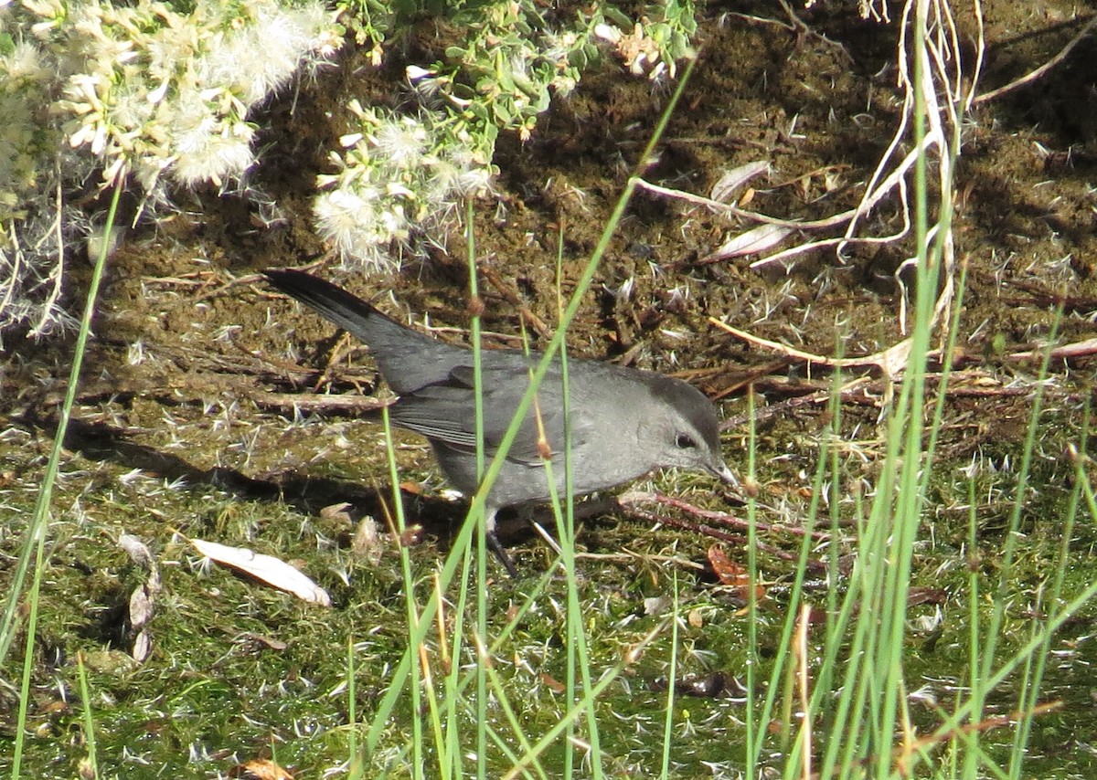 Gray Catbird - ML122215551