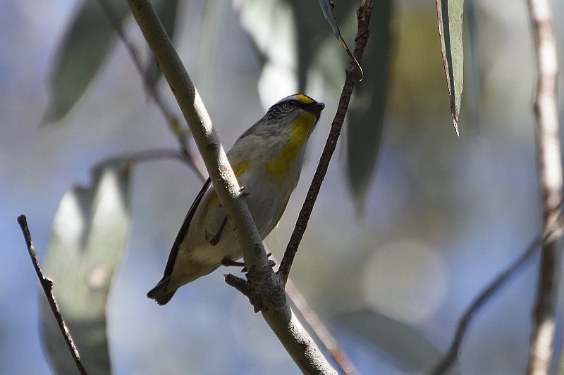 Striated Pardalote (Eastern) - ML122215651
