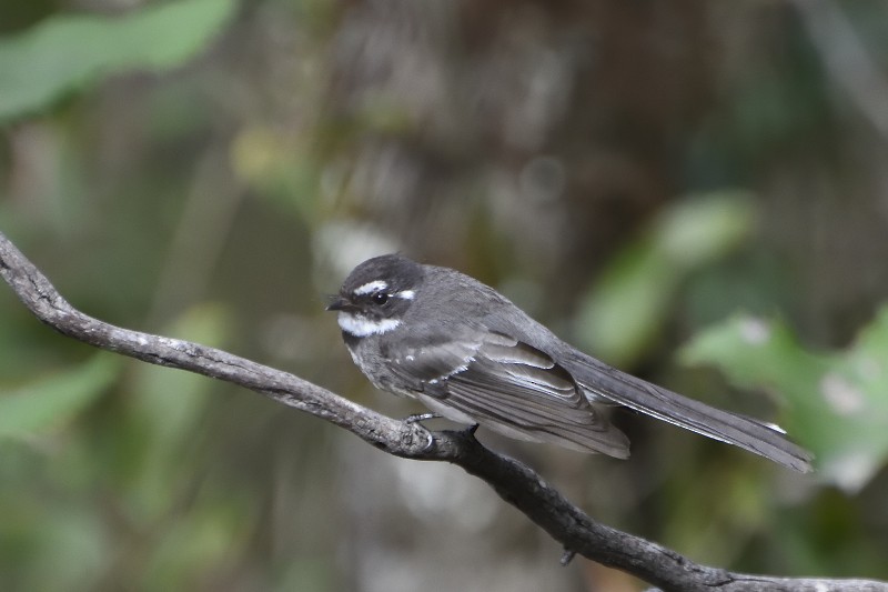 Gray Fantail (alisteri) - ML122215711
