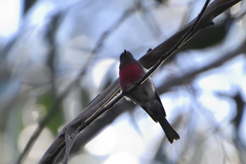 Rose Robin - ML122215731