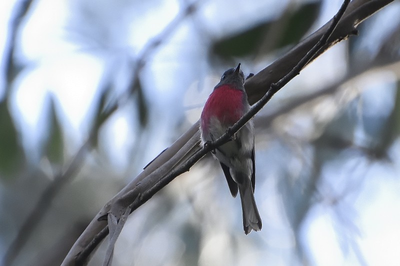 Rose Robin - ML122215741