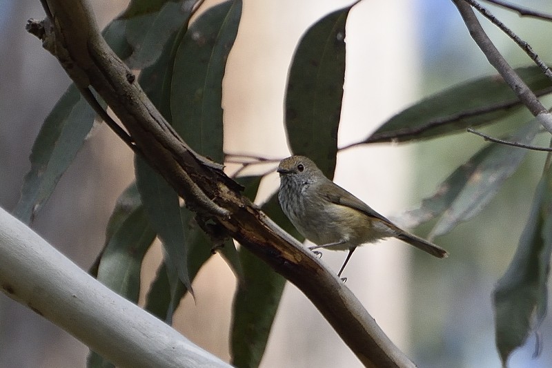Brown Thornbill - ML122215781