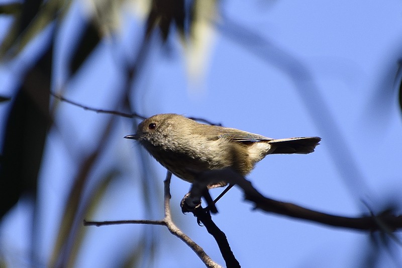 Brown Thornbill - ML122215791