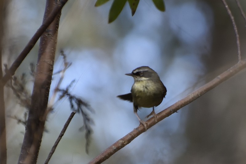 White-browed Scrubwren (White-browed) - ML122215821