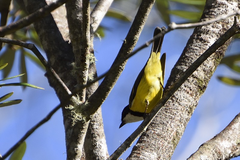 Golden Whistler (Eastern) - ML122215881