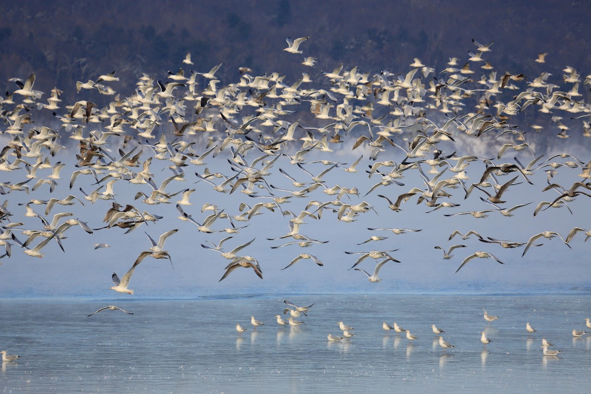 racek stříbřitý (ssp. smithsonianus) - ML122218331