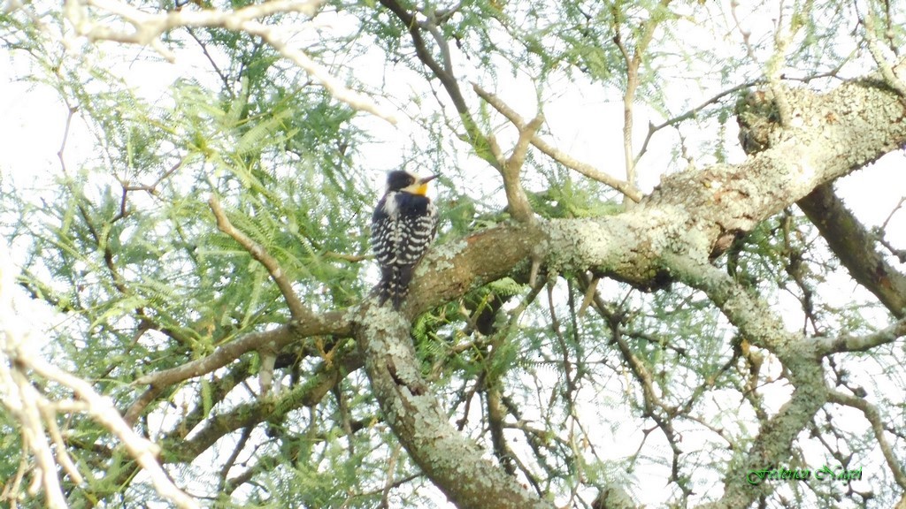 White-fronted Woodpecker - ML122218461