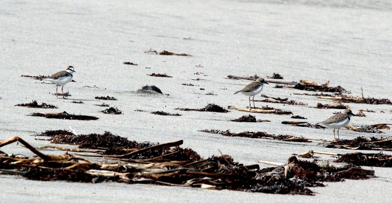 Collared Plover - ML122218731