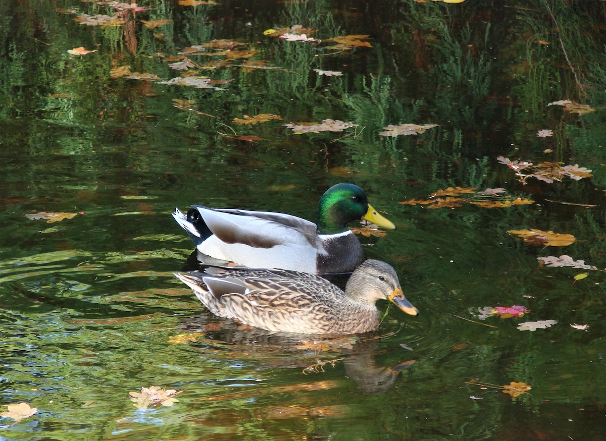 Mallard - Mark Vernon