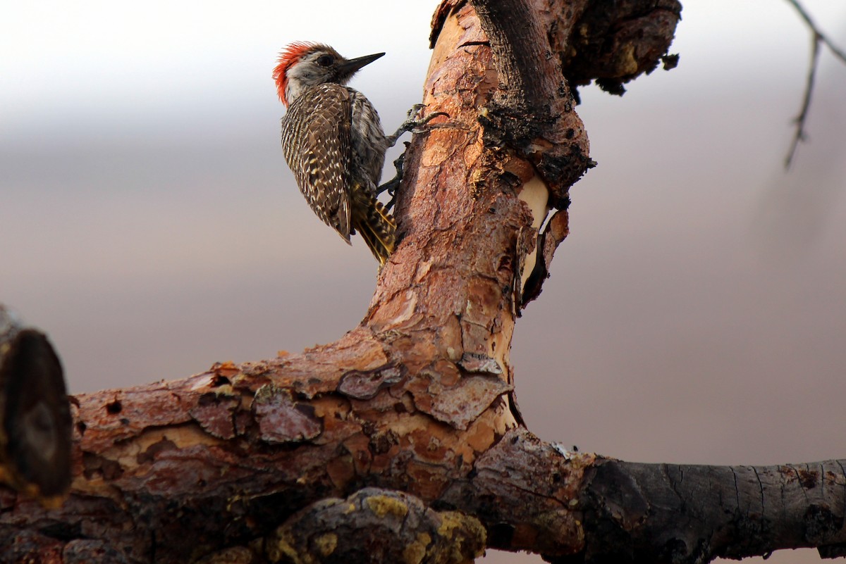 Cardinal Woodpecker - ML122220281