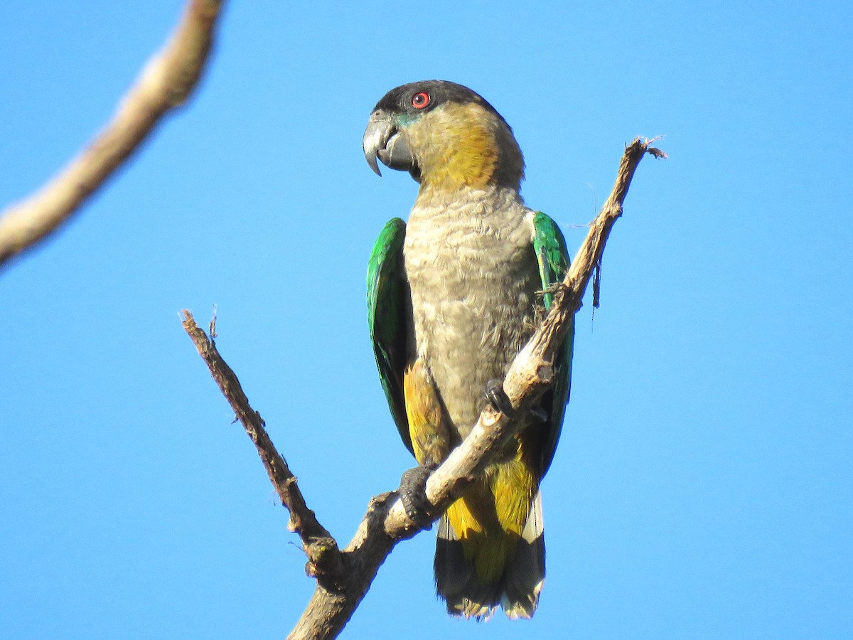 Black-headed Parrot - ML122220851