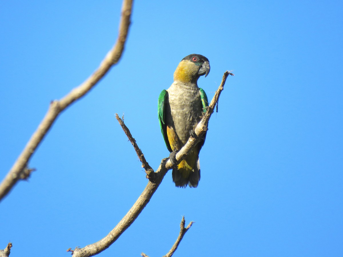 Black-headed Parrot - ML122221011