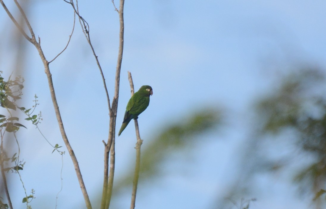 Olive-throated Parakeet - ML122221061