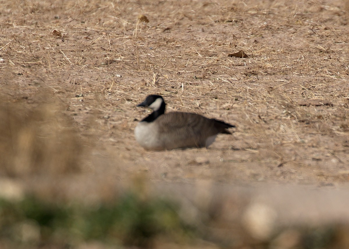 Cackling Goose - Gina Sheridan