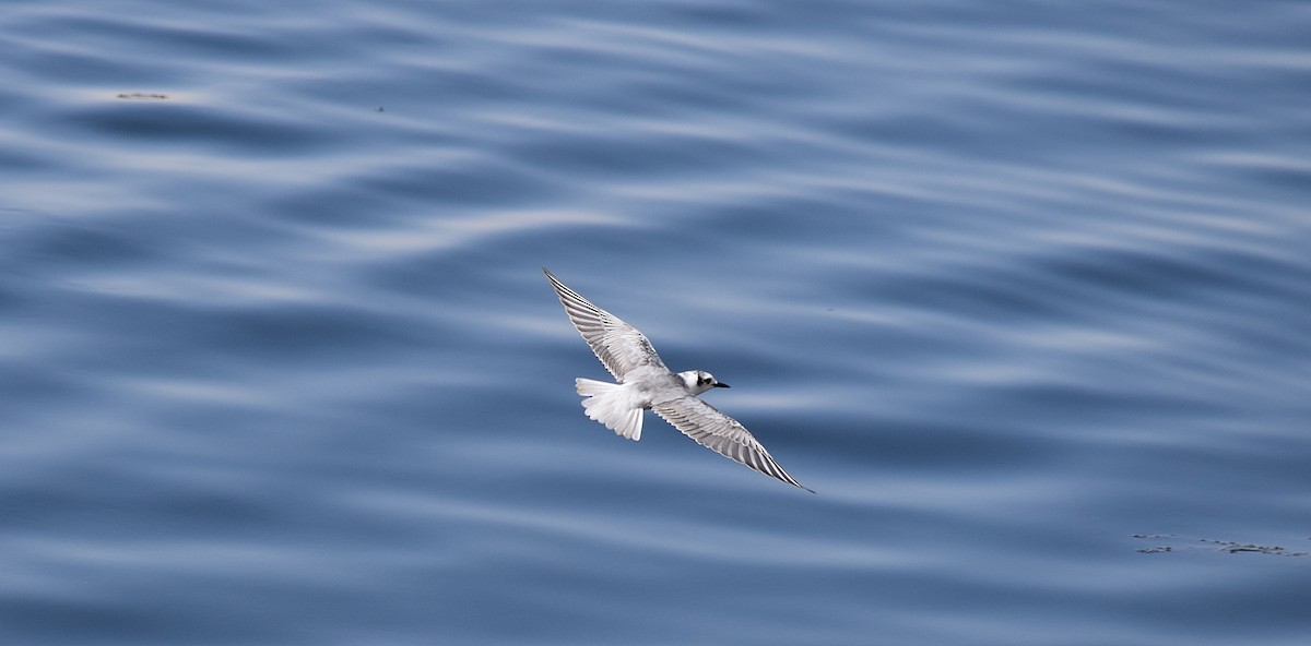 White-winged Tern - Renee Levesque