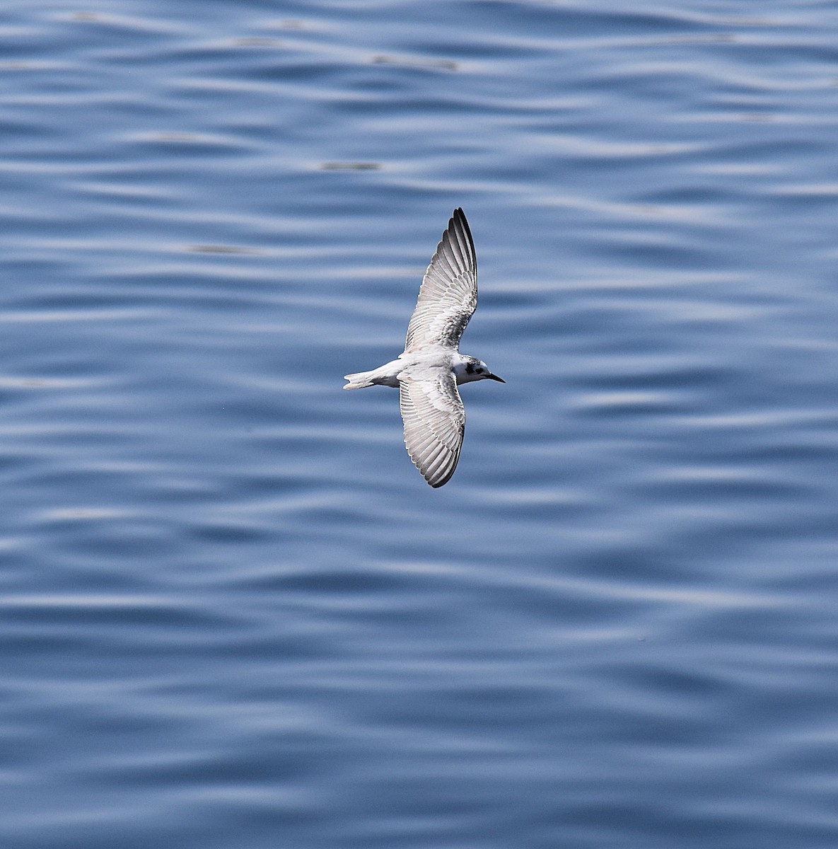 White-winged Tern - Renee Levesque