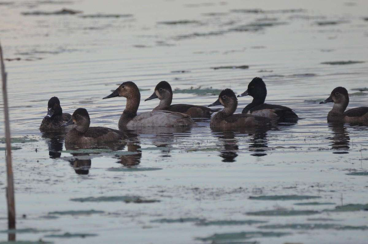 Canvasback - ML122224871