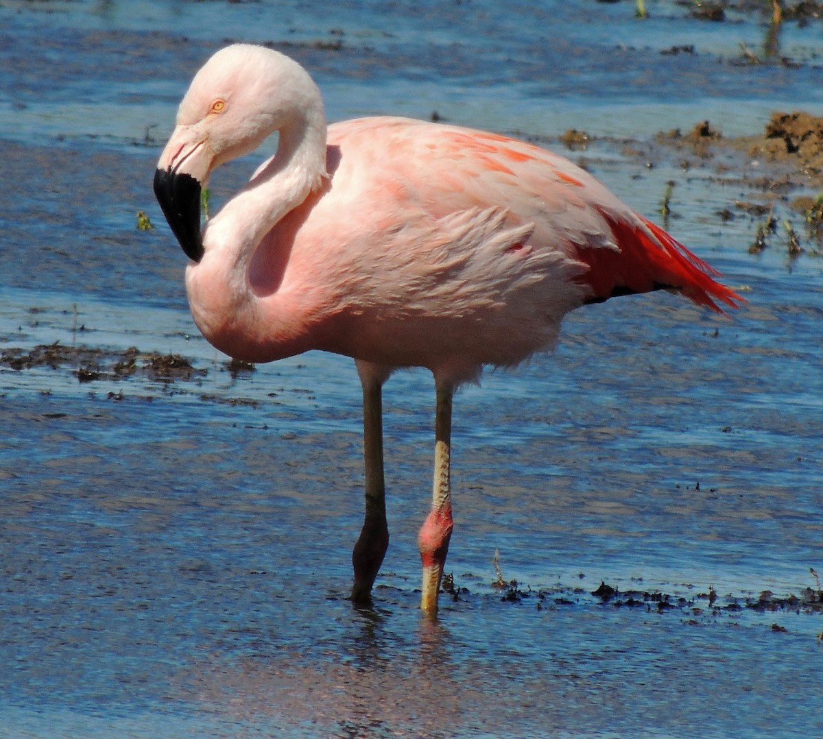 Chilean Flamingo - ML122225521