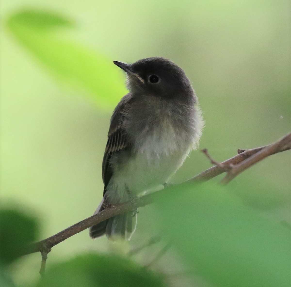 Eastern Phoebe - ML122225841