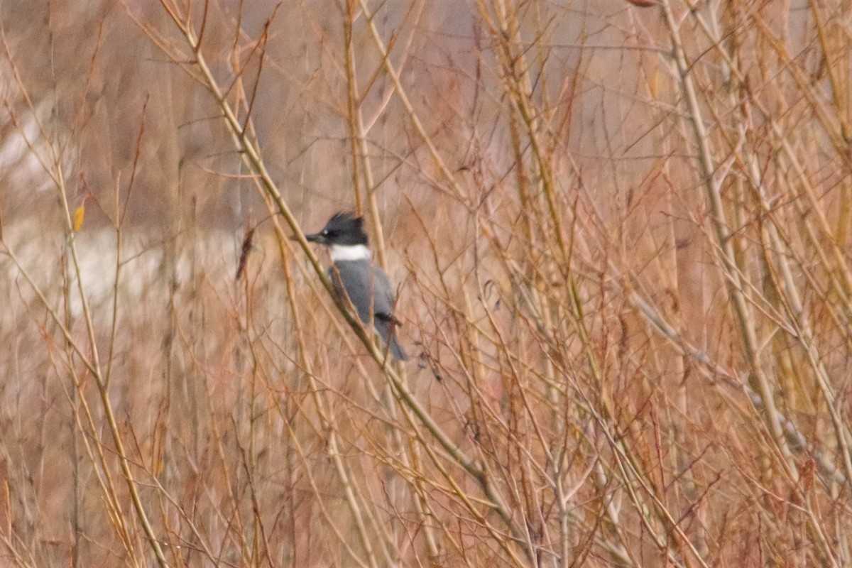 Belted Kingfisher - ML122225921
