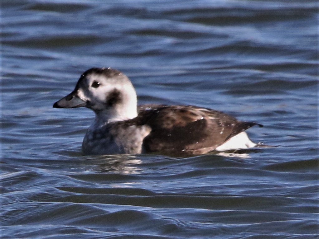 Long-tailed Duck - Robert n Cynthia Danielson