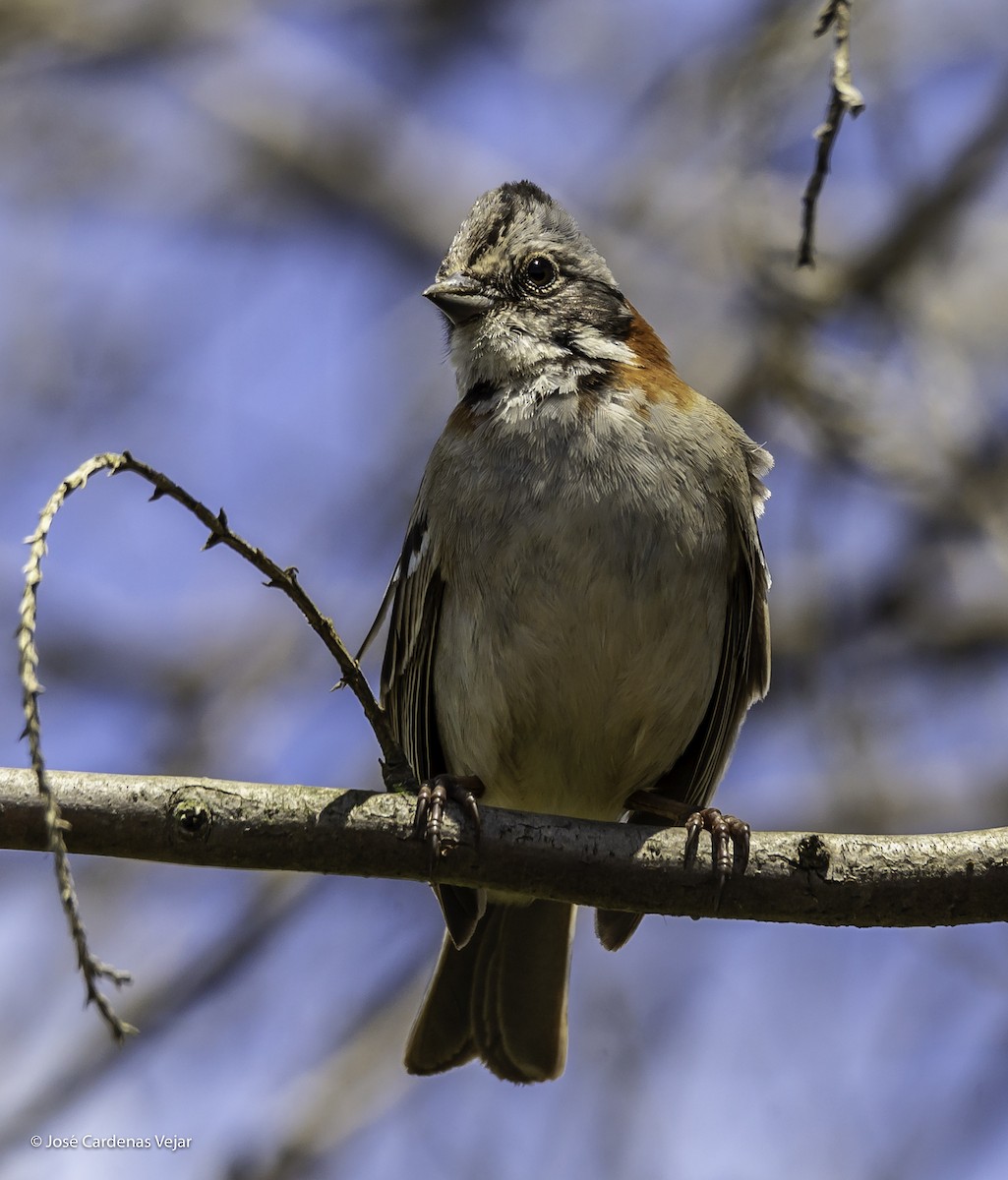 Rufous-collared Sparrow - Jose Cardenas Vejar