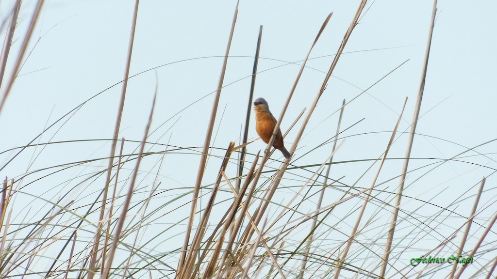Tawny-bellied Seedeater - ML122229971