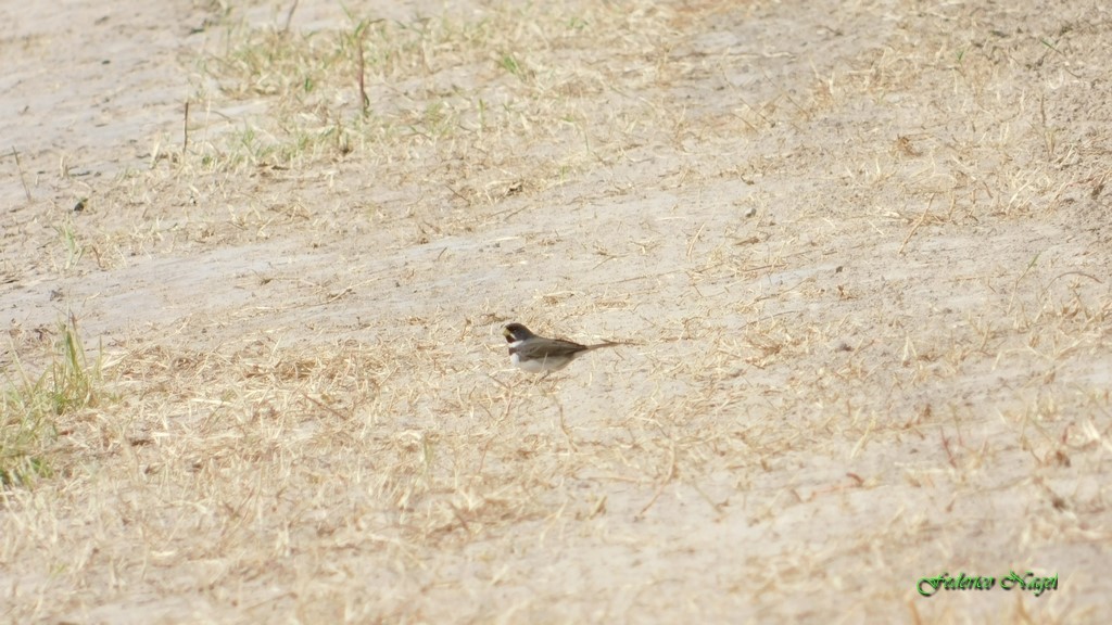 Double-collared Seedeater - ML122230261