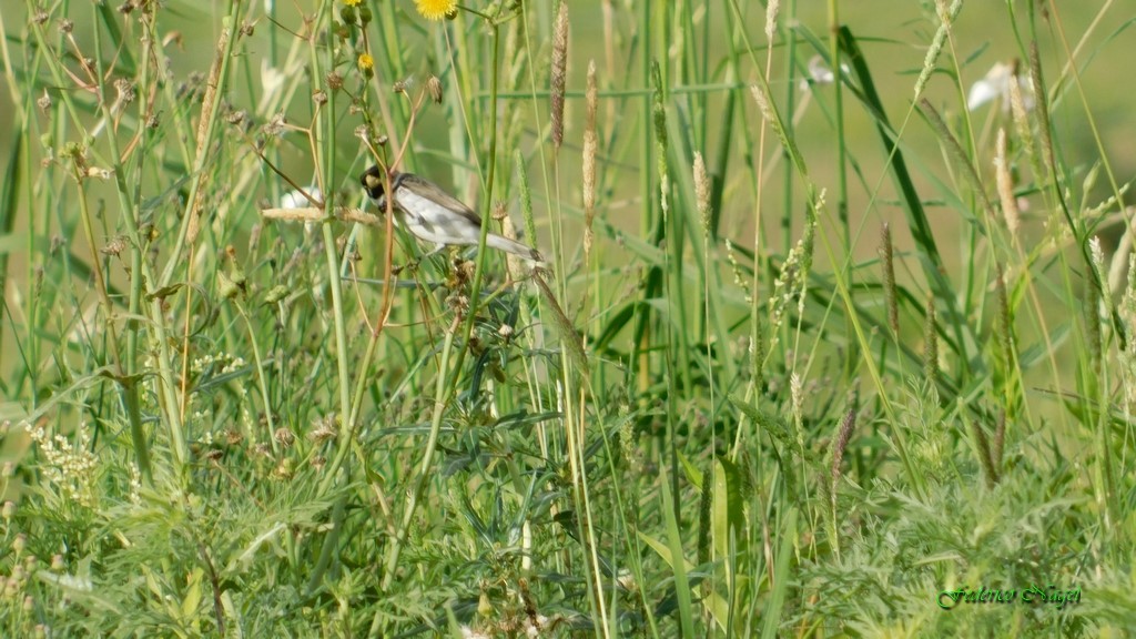 Double-collared Seedeater - ML122230271