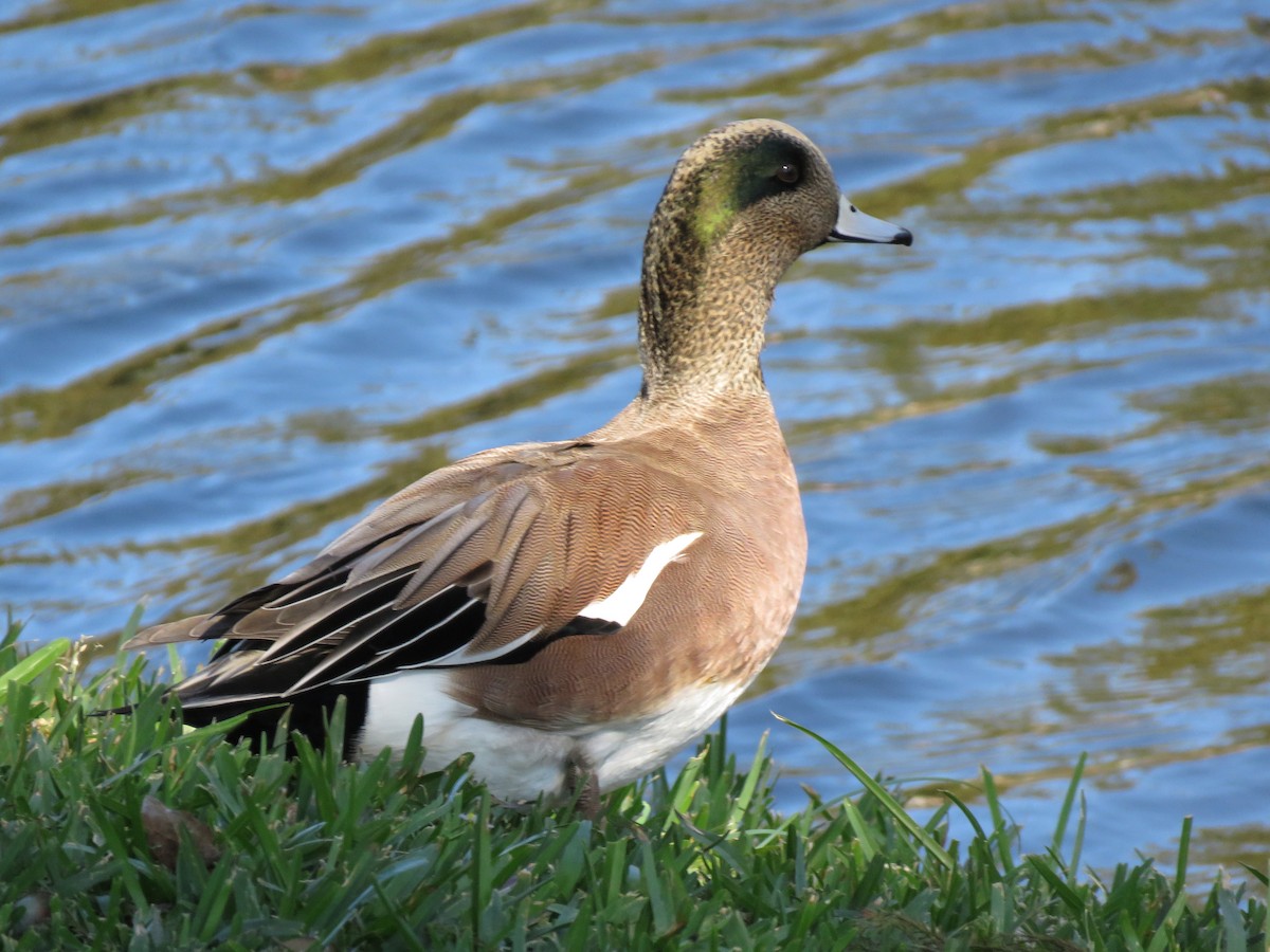 American Wigeon - ML122230331