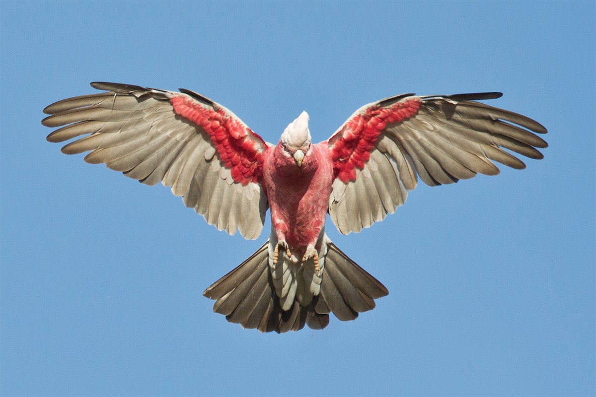 Cacatúa Galah - ML122230421